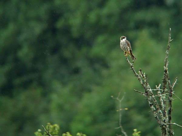 DSCF4961.jpg
