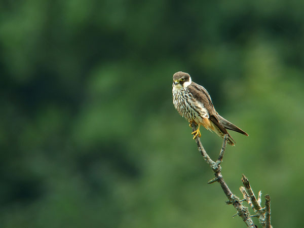 DSCF4975.jpg