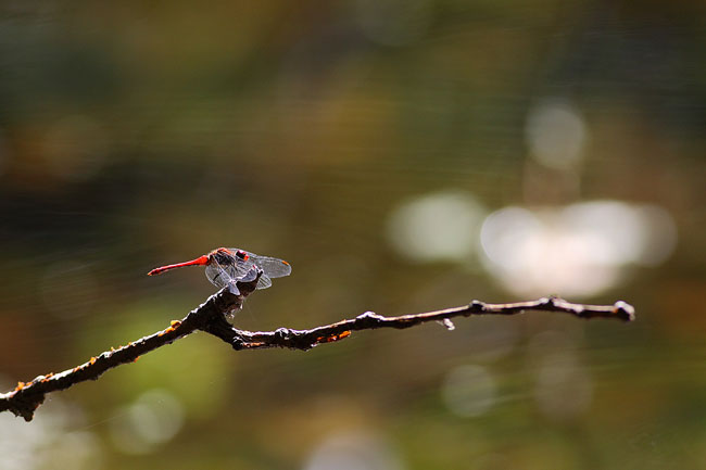 IMG_9886.jpg, sept. 2011 IMG_9886.jpg