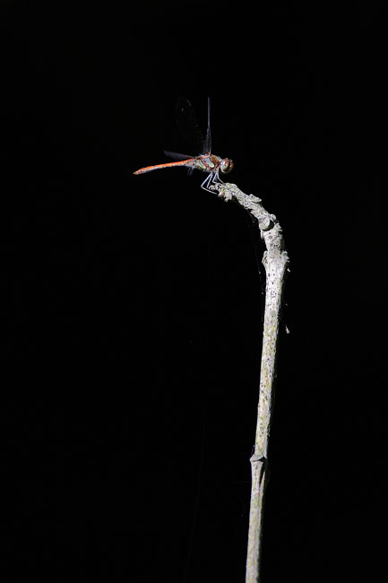 IMG_9937.jpg, sept. 2011 IMG_9937.jpg