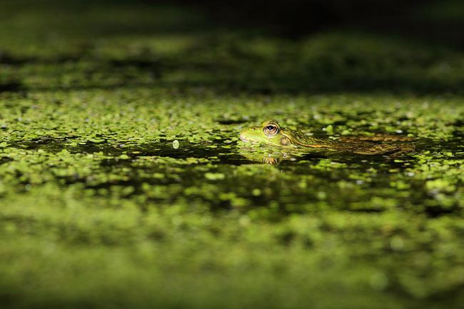 IMG_9971.jpg, sept. 2011 IMG_9971.jpg