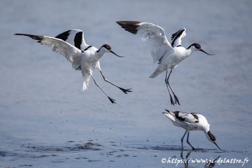 avocette elegante004