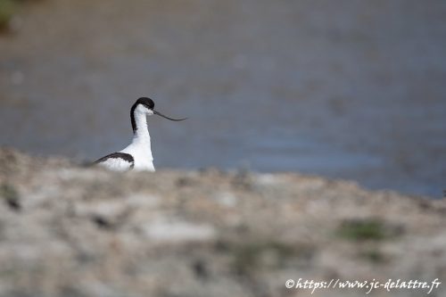avocette elegante005