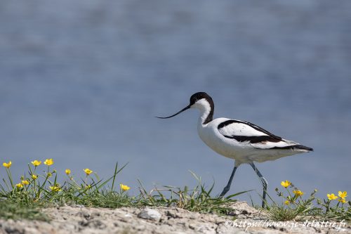 avocette elegante006