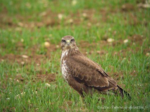 buse variable003
