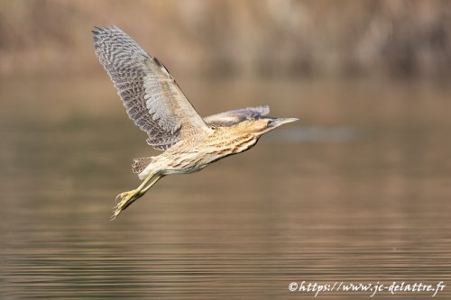 butor_etoile020