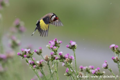 chardonneret elegant021