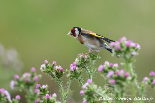 chardonneret elegant022