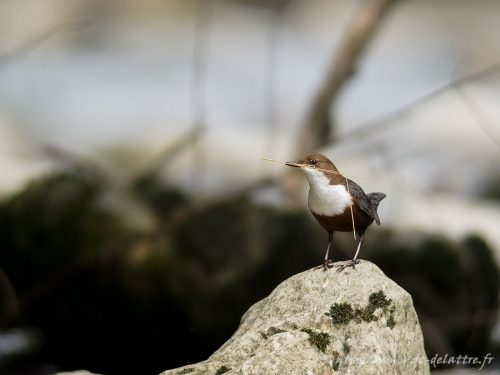 cincle plongeur029