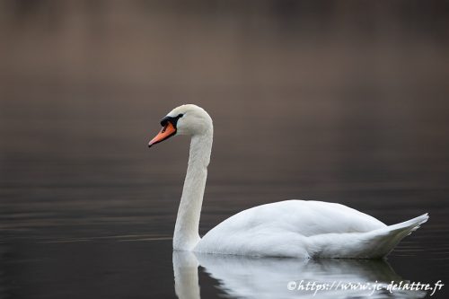 cygne tubercule013