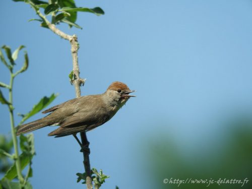 fauvette a tete noire004