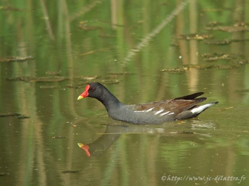 Gallinule poule-d'eau