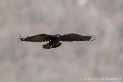 Grand Corbeau