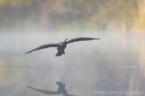 grand cormoran015