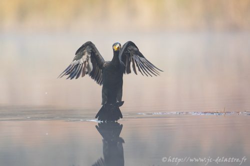 grand cormoran016