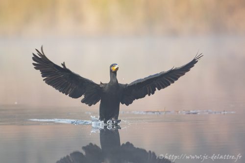 grand cormoran017