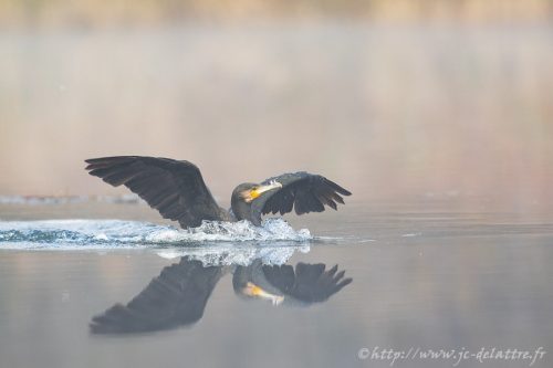 grand cormoran018