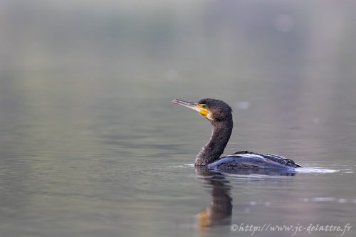 grand cormoran019