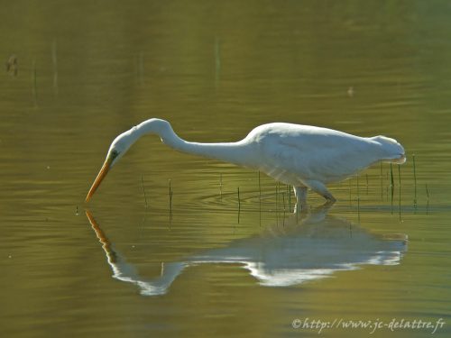 Grande Aigrette