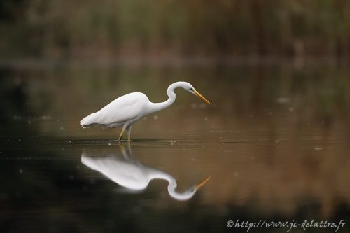 grande aigrette017