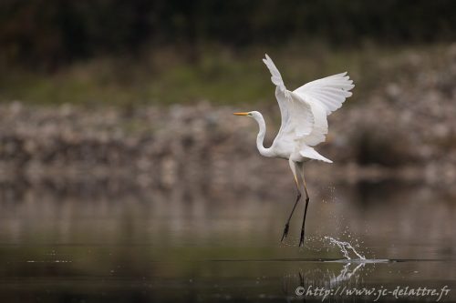 grande aigrette018