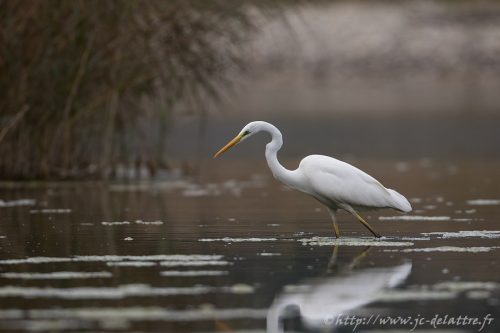 grande aigrette019