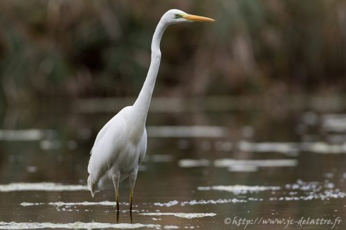 grande aigrette020