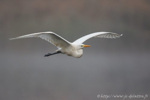 grande aigrette021