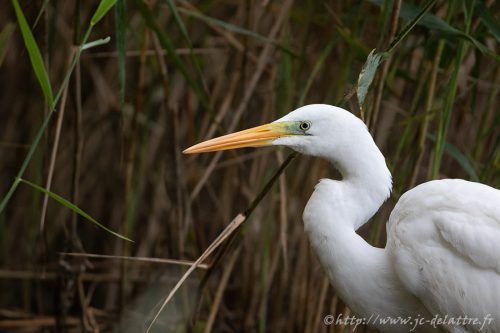 grande aigrette022