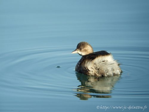grebe castagneux001