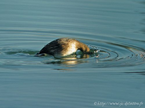 grebe castagneux002