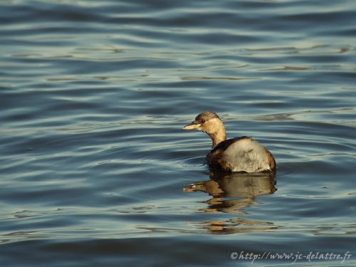 grebe castagneux005