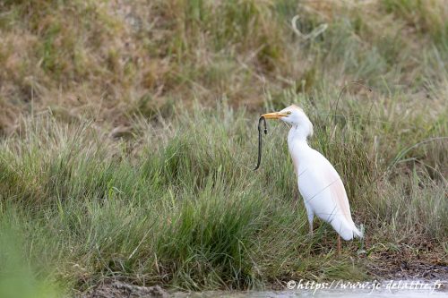 heron garde boeufs005