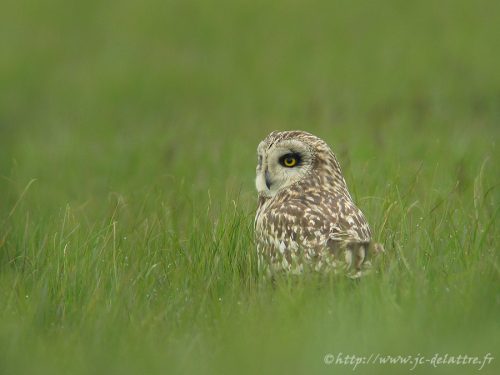 Hibou des marais