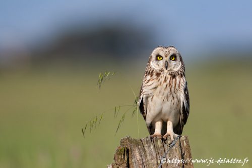 hibou des marais017