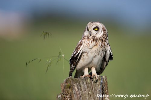 hibou des marais018