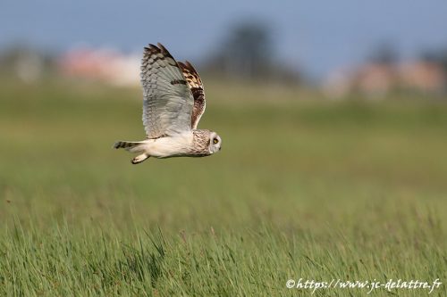 hibou des marais019