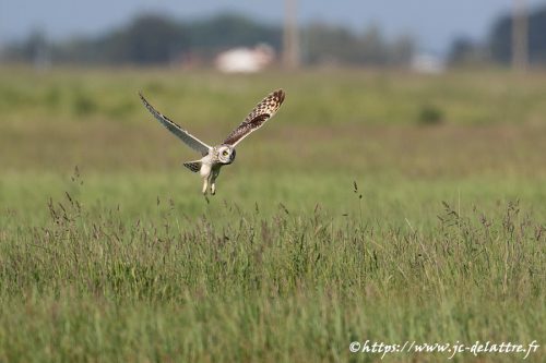 hibou des marais020