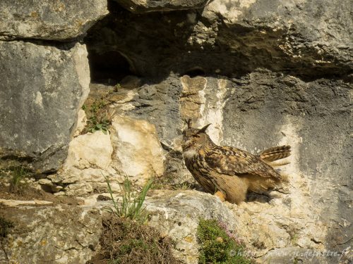 Hibou grand-duc