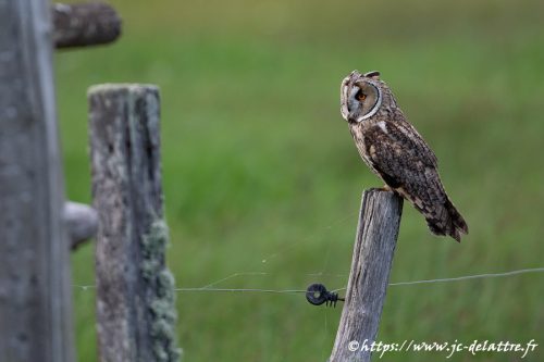 hibou moyen duc010