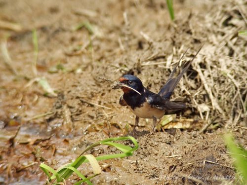 hirondelle rustique001