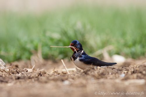 hirondelle rustique002