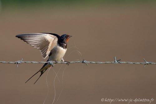 hirondelle rustique004