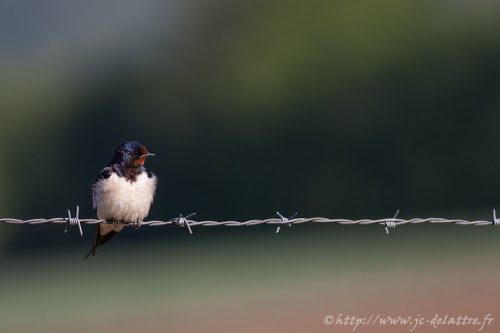 hirondelle rustique006