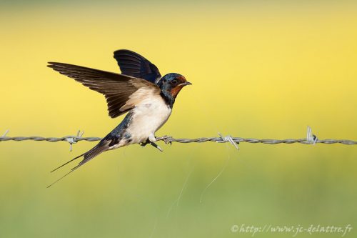 hirondelle rustique007