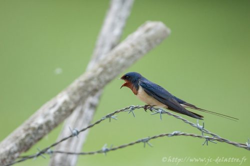 hirondelle rustique008