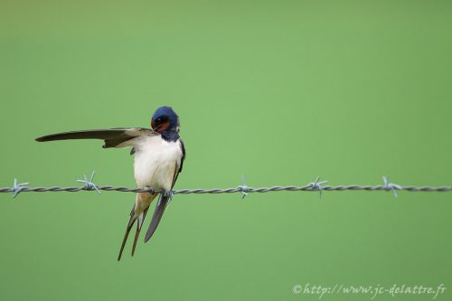 hirondelle rustique009