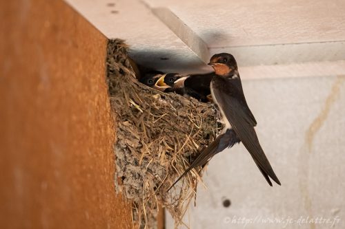 hirondelle rustique010