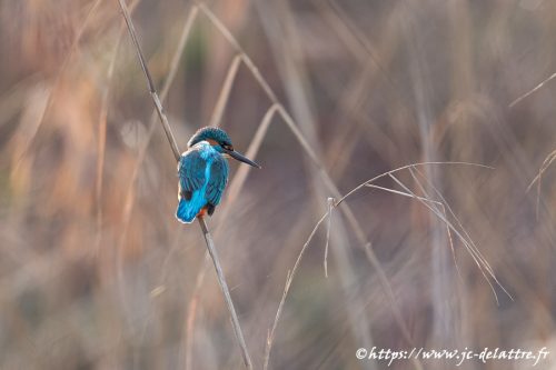 martin pecheur025