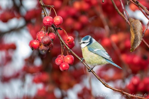 Mésange bleue